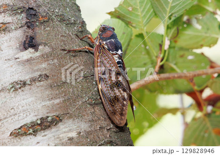 木に止まるアブラゼミ 木に止まるアブラゼミ 129828946