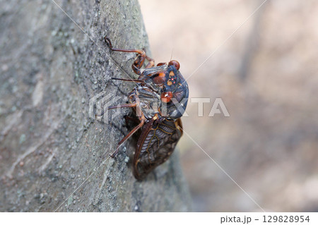 木に止まるアブラゼミ 129828954