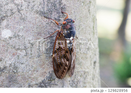 木に止まるアブラゼミ 木に止まるアブラゼミ 129828956