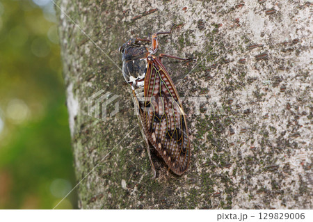 木に止まるアブラゼミ 129829006
