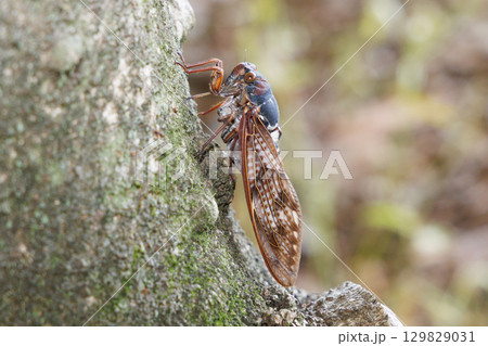 木に止まるアブラゼミ 木に止まるアブラゼミ 129829031