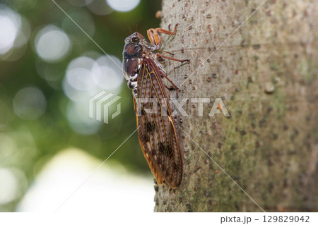 木に止まるアブラゼミ 木に止まるアブラゼミ 129829042