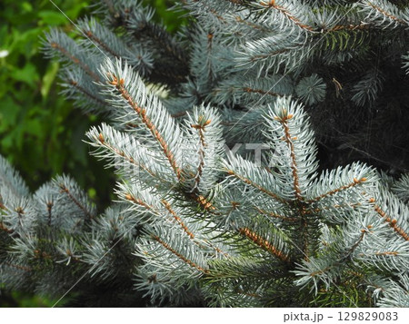 マツ科の園芸品種で銀緑色の葉が美しい「コロラドトウヒ ホプシー」 マツ科の園芸品種で銀緑色の葉が美しい「コロラドトウヒ ホプシー」 129829083