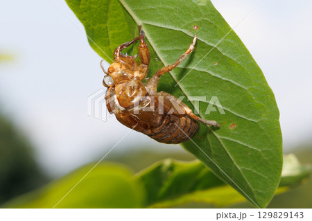 セミの抜け殻 129829143