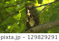 木の上でクルミを食べるリス 129829291
