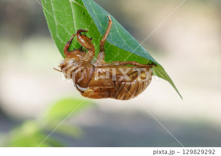 セミの抜け殻 セミの抜け殻 129829292