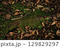 木漏れ日が当たる森の中の落ち葉 129829297