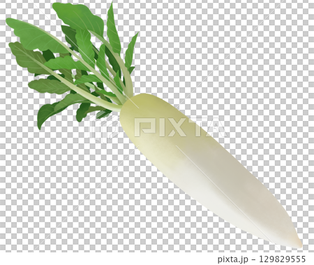 美味しそうな大根 129829555