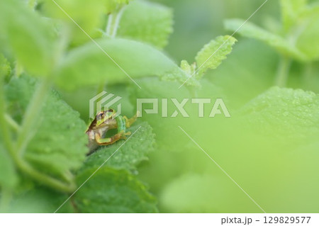 アマガエル　捕食 129829577