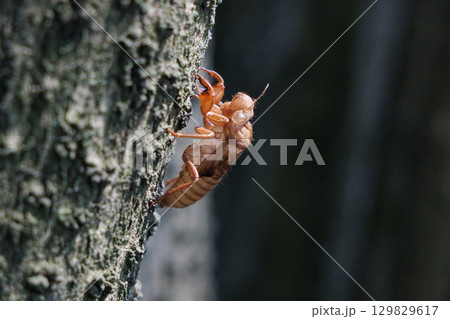 セミの抜け殻 セミの抜け殻 129829617