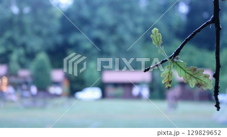 branch with oak leaf on blurred background of mountain resort with wooden cottages, large meadow and deciduous forest, bokeh with cozy chalets as travel backdrop with copy space 129829652