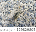 ふなむし 129829805