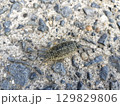海辺の生物　ふなむし 129829806