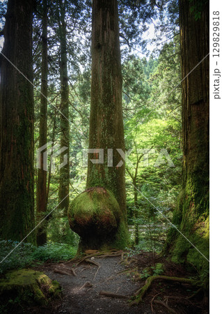 茨城県北茨城市 新緑の花園渓谷 茨城県北茨城市 新緑の花園渓谷 129829818