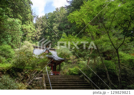 茨城県北茨城市 新緑の花園渓谷 茨城県北茨城市 新緑の花園渓谷 129829821