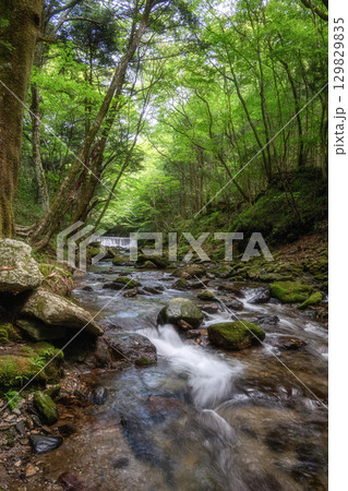 茨城県北茨城市 新緑の花園渓谷 茨城県北茨城市 新緑の花園渓谷 129829835