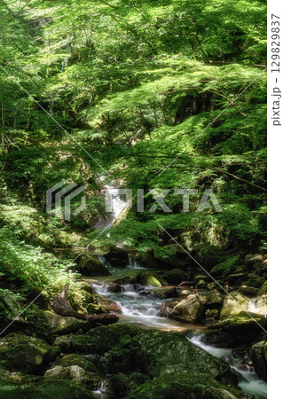 茨城県北茨城市 新緑の花園渓谷 茨城県北茨城市 新緑の花園渓谷 129829837