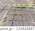 ブロック　タイル　すき間から生える草 129829887