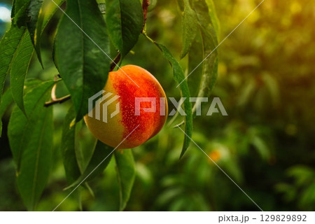 Ripe Peach Hanging on Tree Branch in Summer Orchard. Juicy fruit ripening sun Ripe Peach Hanging on Tree Branch in Summer Orchard. Juicy fruit ripening sun 129829892