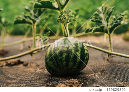 Ripe watermelon maturing in home garden, lying on protective agrotextile 129829893