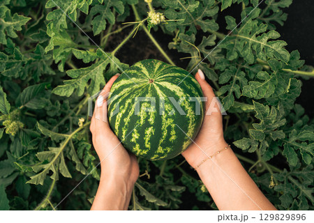 Woman holding fresh ripe watermelon in hands outdoors with green foliage Woman holding fresh ripe watermelon in hands outdoors with green foliage 129829896