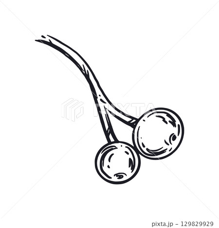 Viburnum, two berries of the viburnum shrub on a branch, all objects are hand-drawn in ink and translated into vector. Illustration for printing on cards, labels, design and creativity. Vector  129829929