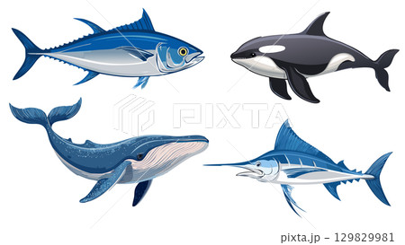 マグロとカジキマグロとクジラとシャチのイラスト 129829981