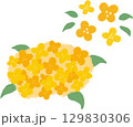 かわいい金木犀の手描き風イラスト 129830306