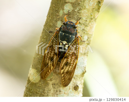 木にとまるアブラゼミ 木にとまるアブラゼミ 129830414