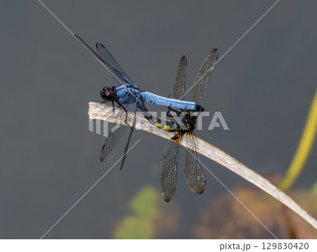 池の枯れた草にとまる連結したオオシオカラトンボ 129830420