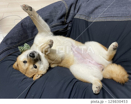 仰向けであざとい柴犬 129830453