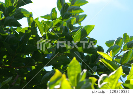 夏空に伸びる柿の木 129830585