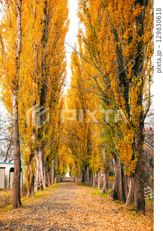 秋の札幌　北海道大学ポプラ並木 129830618