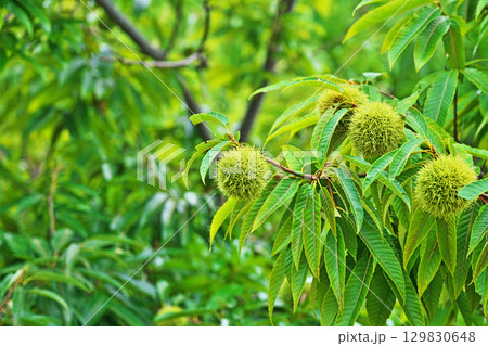 緑色のクリの実（夏、八月） 129830648