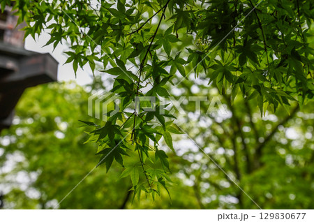 談山神社－多武峰の歴史と伝統を伝える社殿群 129830677