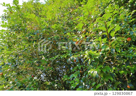 夏の椿の木 果実 夏の椿の木 果実 129830867