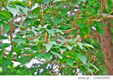 熟したアカメガシワの実(夏、八月) 熟したアカメガシワの実(夏、八月) 129830902