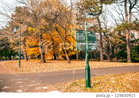 北海道大学 札幌キャンパス 秋景 北海道大学 札幌キャンパス 秋景 129830915