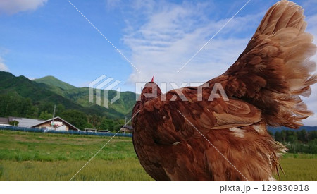 にわとり　ちゃーちゃん店長.9 129830918