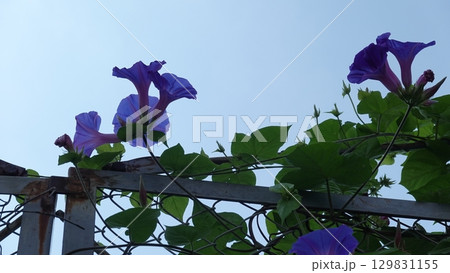 アサガオの花 アサガオの花 129831155
