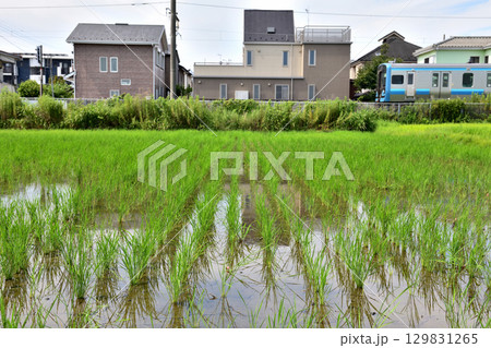 JR相模線が走る寒川の田園風景 129831265