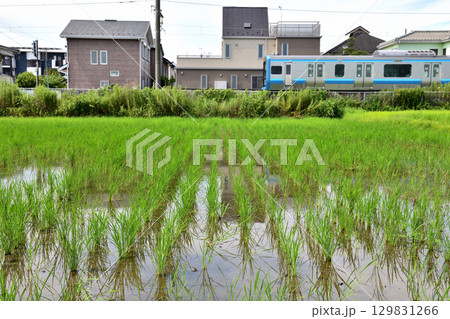 JR相模線が走る寒川の田園風景 JR相模線が走る寒川の田園風景 129831266