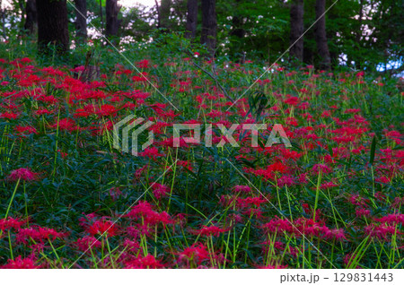 彼岸花-秋を彩る真紅の花 彼岸花-秋を彩る真紅の花 129831443