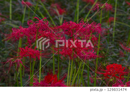 彼岸花－秋を彩る真紅の花 129831474