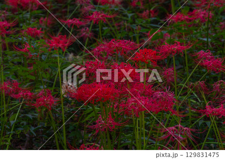 彼岸花-秋を彩る真紅の花 彼岸花-秋を彩る真紅の花 129831475