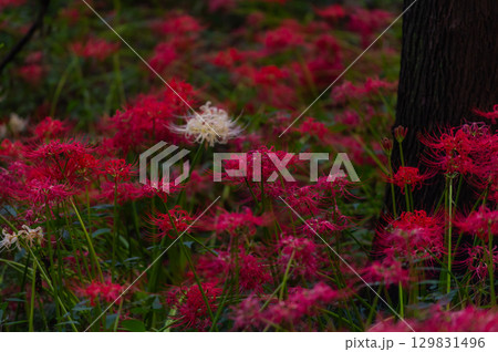 彼岸花－秋を彩る真紅の花 129831496