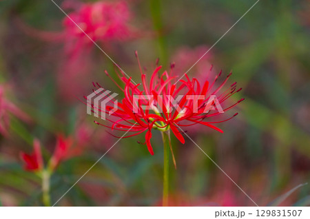 彼岸花－秋を彩る真紅の花 129831507