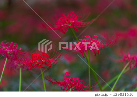 彼岸花－秋を彩る真紅の花 129831510