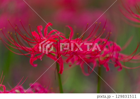 彼岸花－秋を彩る真紅の花 129831511