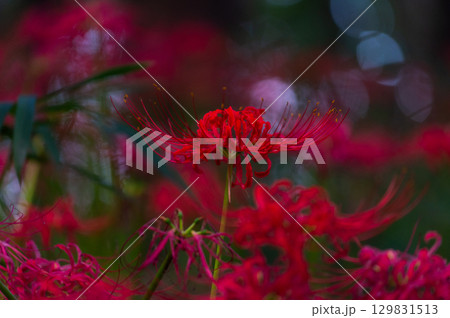 彼岸花－秋を彩る真紅の花 129831513